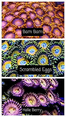 #ad 10 Coral Zoanthid Palythoa frag pack you choose $115.00