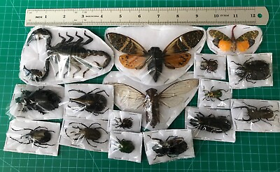 #ad Set of 15 Beetle Taxidermy Dried Insect Teaching Collection Gift for Kids $39.00