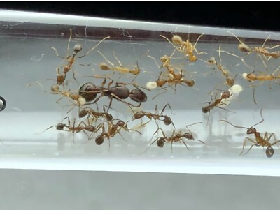 #ad Ant Queen Aphaenogaster Rudis Colony $40.00