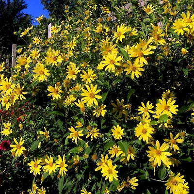#ad Giant Tall Sunflower Seeds Helianthus giganteus NON GMO Hardy 3 Garden Plant $6.74