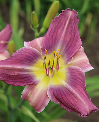 #ad Prairie Blue Eyes Daylily 3 root divisions $16.99