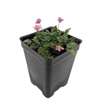 #ad Double Pink Fairy Erodium Cranesbill Alpine Geranium 2.5quot; Pot Fairy Garden $8.99