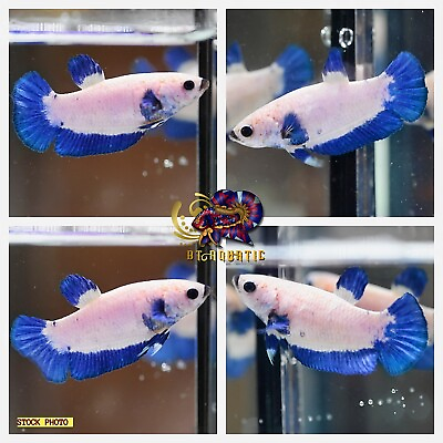 #ad Live Betta Fish HMPK Female Marble Blue Good for Sorority Breed USA Seller $15.95