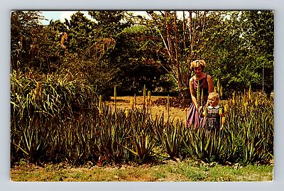 #ad Redlands CA California Plant Of Ages Blooms At Dade County Vintage Postcard $7.99