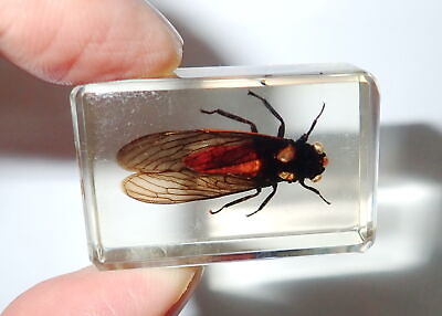 #ad Red Cicada in Small Amber Clear Lucite Block Education Specimen TE1A $12.00