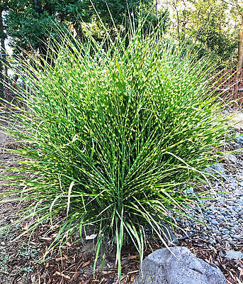 #ad Zebra Grass 3 bareroot plants $17.09