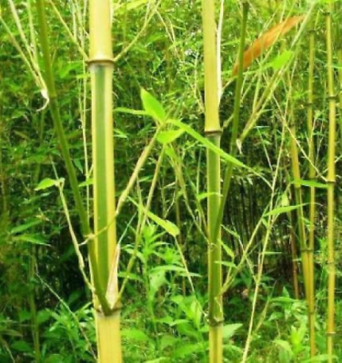 #ad Spectrum Bamboo Phyllostachys Aureosulcata 50 plus seeds $4.89