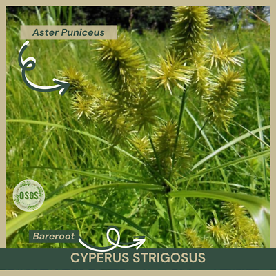 #ad Bareroot Cyperus strigosus Straw colored Flatsedge Native Plant Sedge $4.50