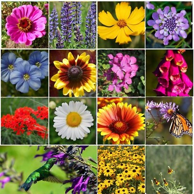 ALL PERENNIAL Wild Flower Mix. Pollinator Food Garden Heirloom 1200 Seeds $3.97