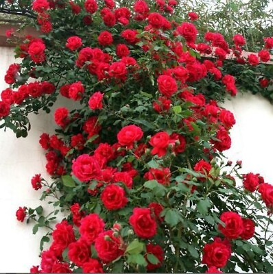 #ad 10 Climbing Red Rose Seeds Flower Bush Perennial Bloom Shrub Flowering Seed 1300 $5.49