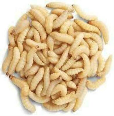 #ad #ad Live Waxworms Pet Lizard Food Alive Wax Worm Fish Bait Bee Moth Dragon Feeder $11.45