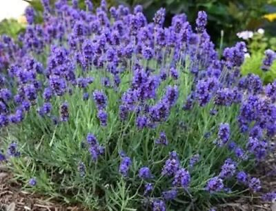#ad #ad 200 Vera Lavender Seeds English Lavender Herb True Lavender Perennial Herb USA $2.89