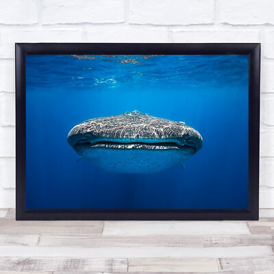 #ad Face To With A Whale Shark Whaleshark Wildlife Sea Ocean Underwater Art Print GBP 23.99