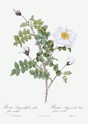 #ad Double White Burnet Rose Les Roses by Pierre Joseph Redouté Print Repro $129.95