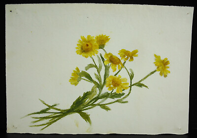 #ad Drawing Realistic Original Of Flowers Jauns Of Champs After Nature c1950 $35.87