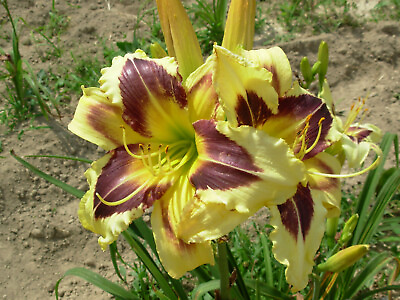 #ad HOLD YOUR HORSES Daylily Plant Rebloming Perennial Flower $24.95
