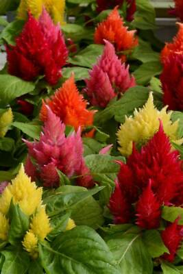 #ad Flower Seed: Ice Cream Mix Celosia Seeds 40 seeds Fresh Seed FREE Shipping $7.49