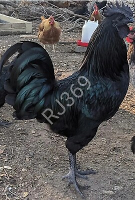 #ad 6 Ayam Cemani Chicken Hatching Eggs Unique All Black Bird Totally Black $167.96