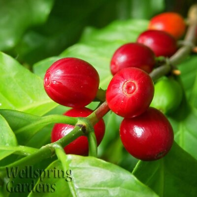 #ad Coffee Plant Coffea arabica Live Plant $18.99