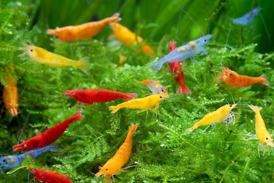 #ad 20 Mixed Color Neocaridina Shrimp Live Freshwater Shrimp Aquarium Inverts $38.18