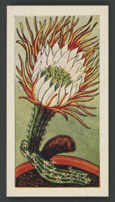 #ad 1962 Lamberts of Norwich Cacti Selenicereus Grandiflorus #25 $2.70