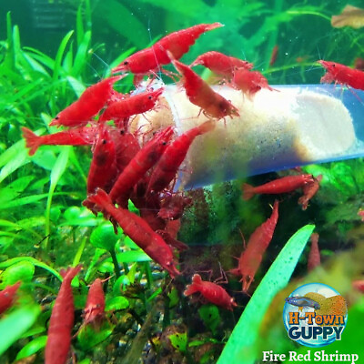 #ad 101 Fire Red Cherry Freshwater Neocaridina Aquarium Shrimp. Live Guarantee $25.60