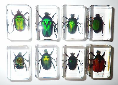 #ad 8 Rose Chafer Beetle Set in 8 Clear Small Lucite Block Teaching Aid TE1S8 $35.00