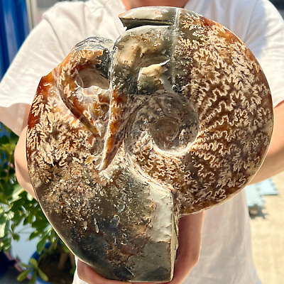 #ad 5.1LB Natural Beautiful Ammonite Fossil Conch Crystal Specimen Healing $666.00