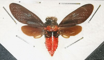 #ad Homoptera Cicadidae Huechys sanguinea 3 4cm A1 from THAILAND #0537 $6.00