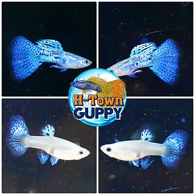 #ad 1 TRIO Live Aquarium Guppy Fish High Quality Blue Grass $39.95