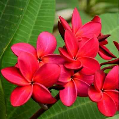 #ad Plumeria Frangipani 2 Tropical Hawaiian Red Cuttings BEAUTIFUL FRAGRANT $14.95