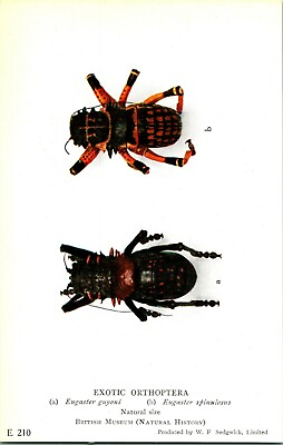#ad Vtg Postcard 1924 6 British Museum Natural History Exotic Orthoptera UNP E 210 $17.95