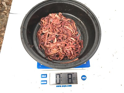 #ad Excellent Composting Worms; 1 2 Pound Red wiggler Mix $27.99