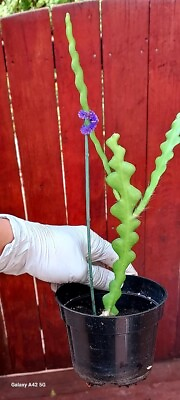 #ad RicRac Cactus Zig Zag Cactus 2 inch bare root plant Epiphyllum Anguliger $11.99