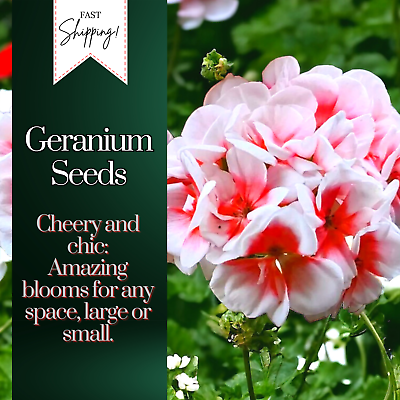 #ad #ad Packet Geranium Seeds Fragrant 100 Seeds $4.99