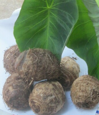 #ad 6 Taro 1quot; Roots Bulbs Edible Tropical Elephant Ear Colocasia Live Plant Fresh : $9.20