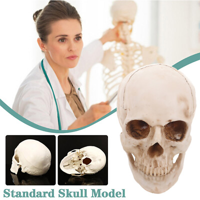 #ad 1:1 Human Skull Replica Resin Model Realistic Retro Medical Art Teach Life Size $19.98