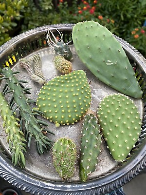 #ad Lot Of 10 Varieties Random Pick Cactus Cuttings Bundle $15.00
