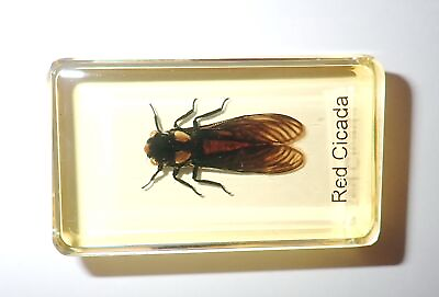 #ad Red Cicada Huechys sanguine Specimen 60x35x16 mm Amber Clear Lucite Block BK1A $12.00