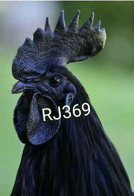 #ad ●1 Pure Ayam Cemani Fertile Hatching Egg Totally Black Exotic Rare Breed Chicken $29.97