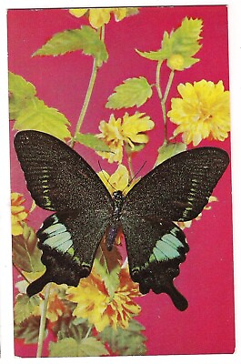#ad TROPICAL BUTTERFLY Papilio Paris Isle of Formosa Black Yellow Flowers Postcard $5.99