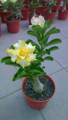 #ad 4 Rare Yellow White Desert Rose Seeds Adenium Perennial Flowers 250 US SELLER $4.79