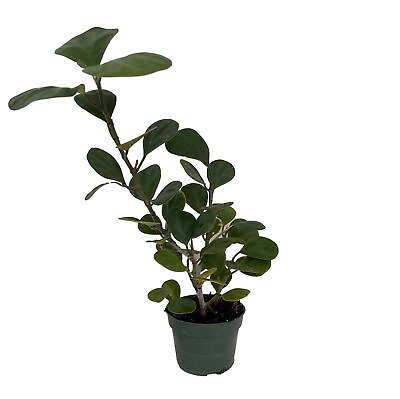 #ad Mistletoe Fig Tree Mas Cotek Ficus deltoidea Bonsai House Plant 4quot; Pot $14.99