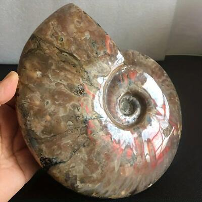 #ad Madagascar Natural Iridescent Ammonite Facet Specimen Mineral Fossil Collectible $11.99
