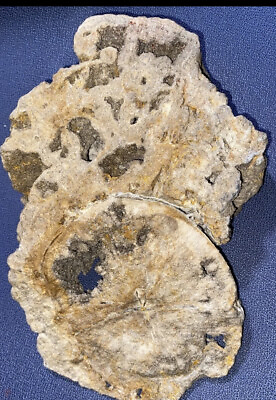 #ad Large Smokey Druze Covered 4.6 Lb. Petrified gnarled burl Wood. Museum Piece $623.99