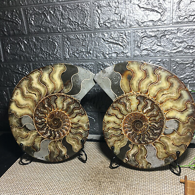 #ad 3.3kg1 pairs of Split conch Ammonite fossil Specimen Shell Healing Madagascar 3 $279.99