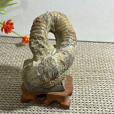 #ad 318g Rare Heteromorphic Ammonite Nostoceras malagasyense Madagascar h9 $74.75