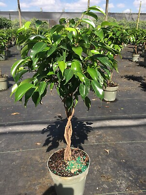 #ad Ficus benjamina Wintergreen Braid In A 6” Green Standard Pot At 24” Tall. $25.00
