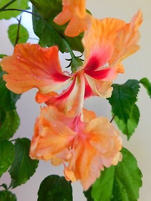 #ad Hibiscus rosa sinensis El Capitolio 4quot; Pot Peach Poodle Pink Orange Stunning $12.95