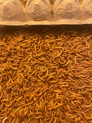 #ad Mealworms Live Medium amp; Large Nutritious Live Meal Worms 25 5000ct $11.99